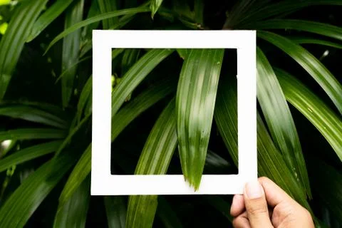 Plant pattern tropical leaf background design Foto stock