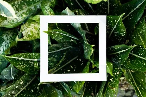 Plant pattern tropical leaf background design Stock Photos