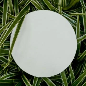Plant pattern tropical leaf background design Foto stock