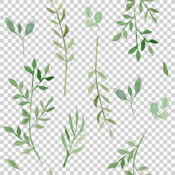 Plant pattern without background. Watercolor hand-drawn illustration Stock Illustration