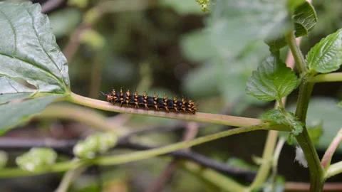Plant pests: caterpillars Stock Footage 197586269