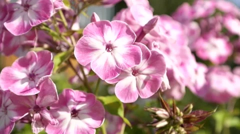 Plant of Phlox Stock Footage 52627701