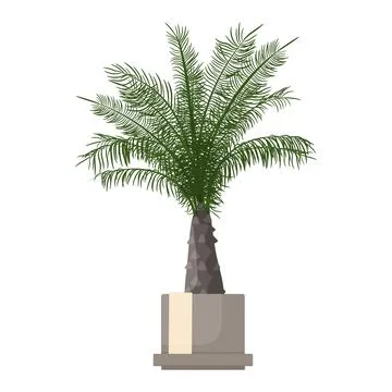 Plant Phoenix Stock Illustration