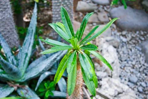 Plant Stock Photos