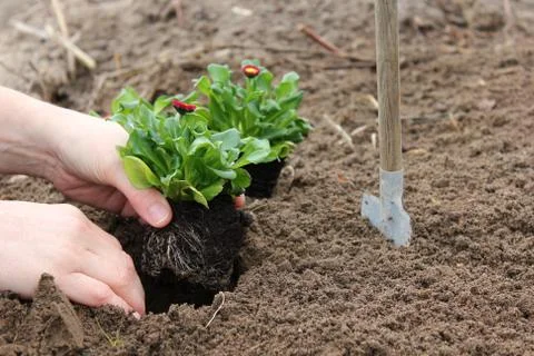 Plant Foto stock