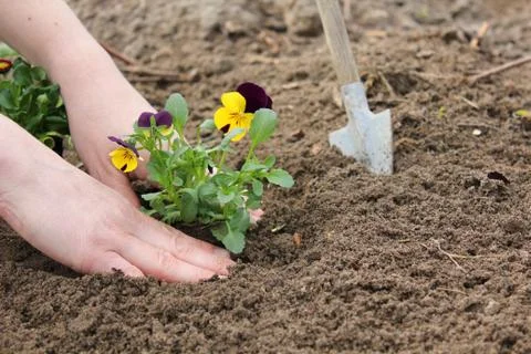 Plant Stock Photos