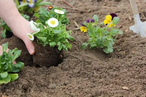 Plant Stock Photos