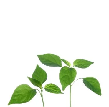 Plant Stock Photos