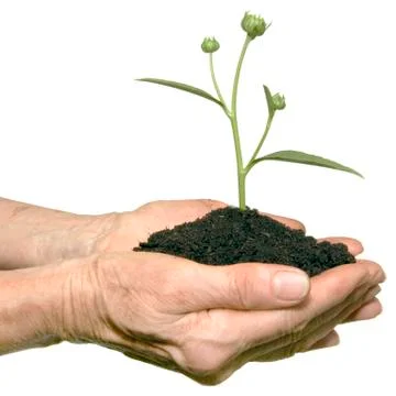 Plant Stock Photos