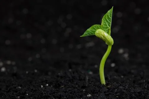 Plant Stock Photos