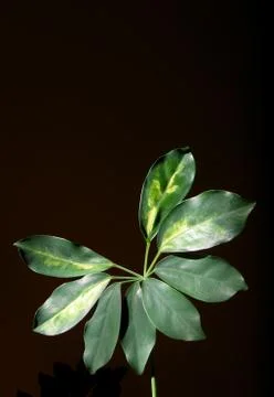 Plant Stock Photos