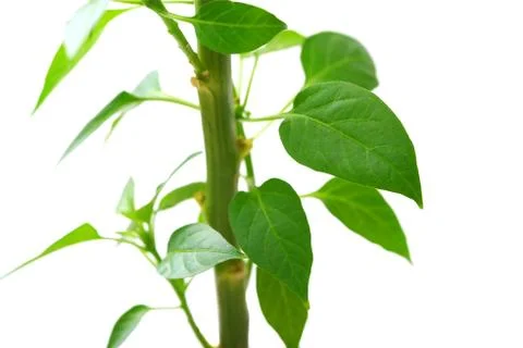 Plant Stock Photos