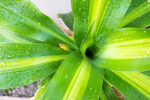 Plant Stock Photos