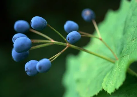 Plant Stock Photos