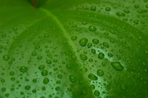 Plant Stock Photos