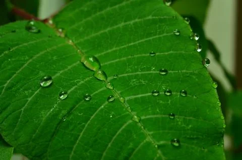 Plant Stock Photos