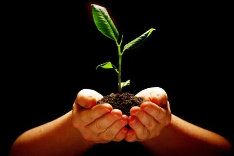 Plant Stock Photos