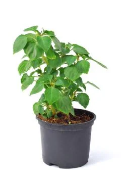 Plant Stock Photos