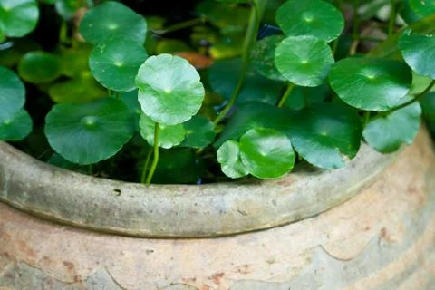 Plant Stock Photos