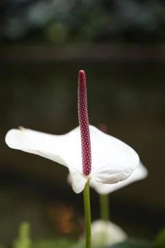 Plant Stock Photos