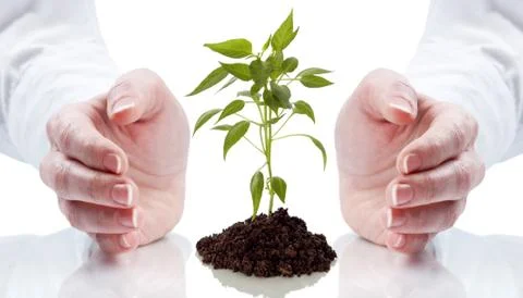 Plant Stock Photos