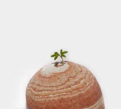 Plant Stock Photos