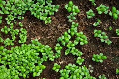 Plant Stock Photos
