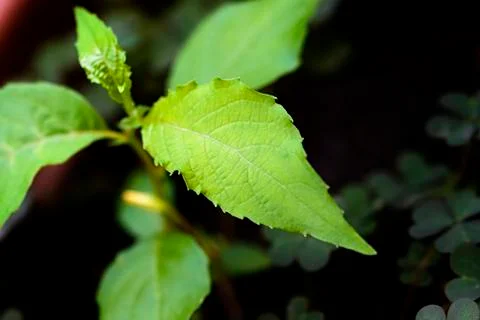 Plant Foto stock
