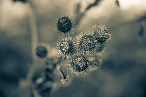 Plant Stock Photos