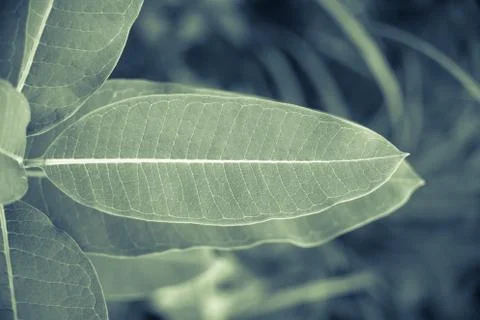 Plant Stock Photos