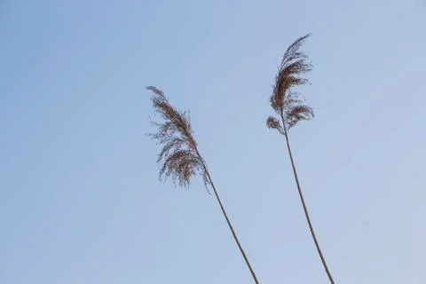 Plant Stock Photos