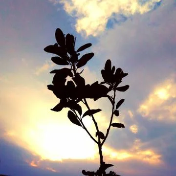 Plant Фото