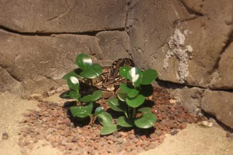 Plant Stock Photos