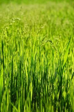 Plant Stock Photos