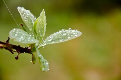 Plant Stock Photos