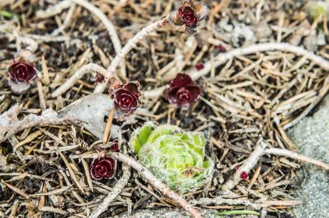 Plant Foto stock