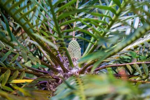 Plant Foto stock