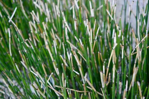Plant 库存照片