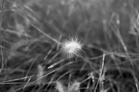 A plant Stock Photos