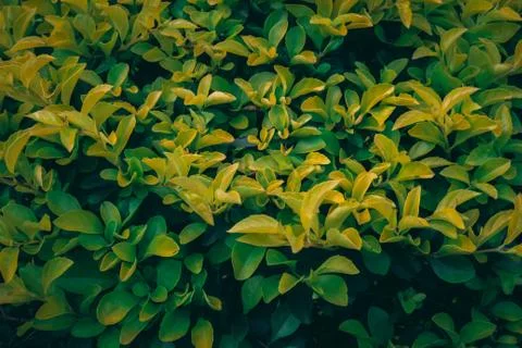 Plant 스톡 사진