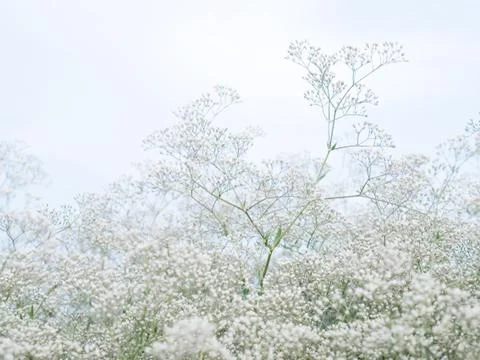 Plant. Stock Photos