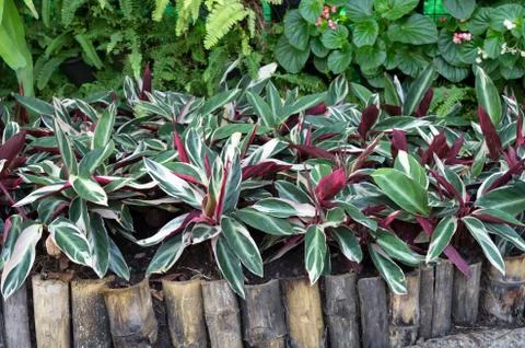 Plant Foto stock