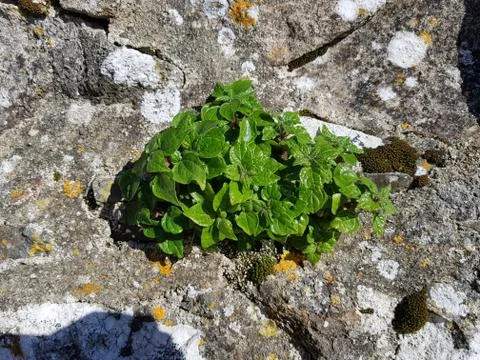 Plant Stock Photos