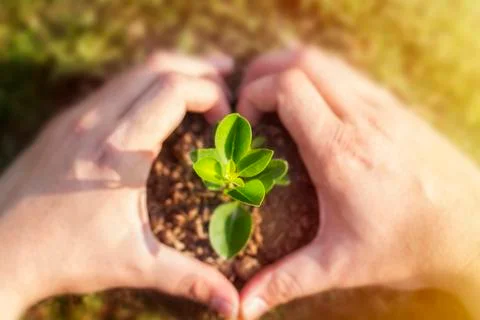 Plant Stock Photos