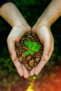 Plant Stock Photos