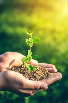 Plant Stock Photos