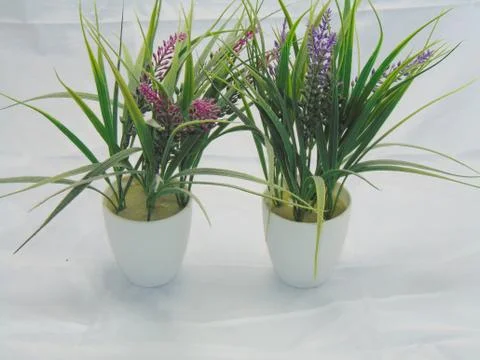 Plant Foto stock