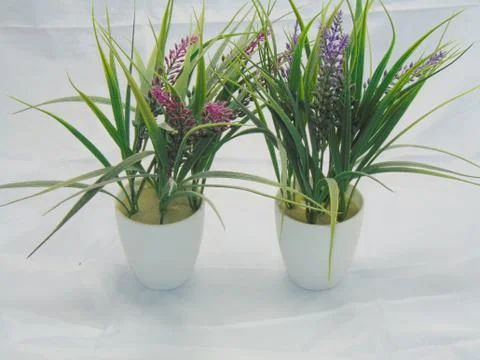 Plant Foto stock