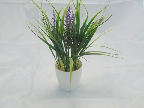 Plant Foto stock