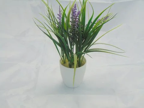Plant Foto stock